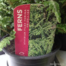 Fern - Athyrium filix-femina 'Frizelliae'