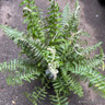 Polystichum munitum (Fern) XL