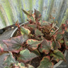 Houttuynia cordite 'Chameleon' 2L