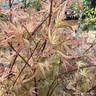 Acer 'Wilson's Pink Dwarf' (p26)
