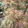 Acer 'Wilson's Pink Dwarf' (p26)