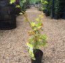 Acer shirasawanum 'Aureum'