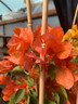 Bougainvillea Piramade 'Ton sur Ton' - Orange