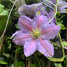 Clematis 'Spotlight'