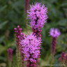 Liatris Violet