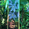 Clematis 'Star River'