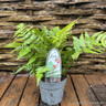 Dryopteris erythrosora 'Brilliance' (Fern) - M