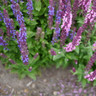 Salvia nemorosa 'Ostfriesland'