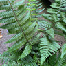 Dryopteris wallichiana (Fern)