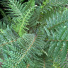 Polystichum setiferum 'Proliferum' (Fern) XL