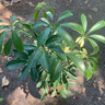 Variegated Umbrella Plant - Houseplant