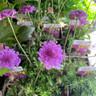 Scabiosa 'Vivid Violet' 1ltr