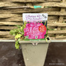 Scabiosa 'Kudo Pink' 1ltr