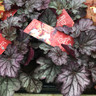 Heuchera Indian Summer - 1L pot