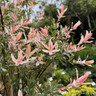 Salix integra 'Hakuro Nishiki' (Flamingo Willow) - 120cm stem