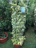 Hedera 'Gold Child'- 1.2-1.5 metre trellis