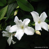 Jasminum officinale (Jasmine)- 1.4 metre trellis