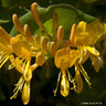 Lonicera Copper Beauty (Honeysuckle)- 1.5 metre trellis