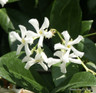 Trachelospermum jasminoides (Star Jasmine) 2.4m trellis (35ltr)