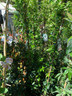 Trachelospermum jasminoides (Star Jasmine) 150-175cm on cane
