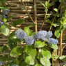 Ceanothus 'Trewithen Blue' - 1.5-1.75m on cane