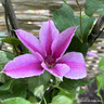 Clematis 'Ooh La La' - 1.2 metre trellis