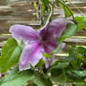 Clematis 'Ooh La La' - 1.2 metre trellis