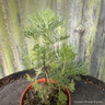 Southernwood (11cm)