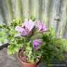 Geranium 'Attar of Roses' (11cm)