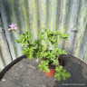 Geranium 'Attar of Roses' (11cm)