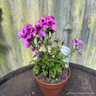 Pelargonium 'Grandeur Odorata Perfume' (11cm)