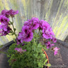 Pelargonium 'Grandeur Odorata Perfume' (11cm)
