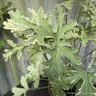 Pelargonium 'Fragrans Variegatum' (11cm)