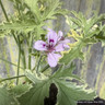 Pelargonium 'Fragrans Variegatum' (11cm)