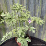 Pelargonium 'Fragrans Variegatum' (11cm)