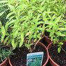 Lemon Verbena Balm (14.5cm)