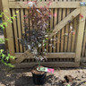Acer palm. 'Skeeters Broom' (p26)