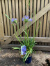 Agapanthus blue