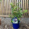 Blueberry 'Bluejay'