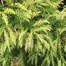Cryptomeria japonica 'Sekkan-Sugi' - mini standard 3ft