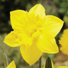 Yellow Trumpet Daffodil 'Golden Harvest' close up