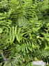 Dryopteris affinis S+