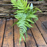Dryopteris erythrosora 'Brilliance' S+ (Copper Shield Fern)