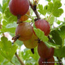 Gooseberry 'Hinnonmaki Red' (potted)