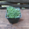 Delosperma congestum Album
