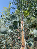 Eucalyptus gunnii 6-7ft - 10ltr