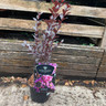 Lagerstroemia 'Lavender Lace'- 3ltr pot