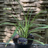 Agapanthus 'Indigo Dreams' 2L