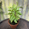 Basil 'Thai Siam Queen' (11cm)