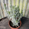 Lavender 'Melissa Lilac' (11cm)